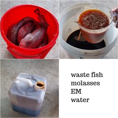 How to Make Nitrogen Rich Liquid Fertilizer with EM